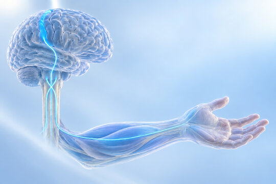 Human brain and nervous system with somatic nerve pathway in arm anatomy illustration