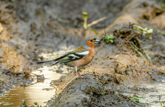 Eurasian or common chaffinch (Fringilla coelebs) on ground