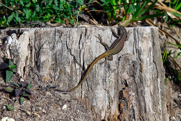 Fototapeta premium Geniez's wall lizard - male // Zentraliberische Mauereidechse - Männchen (Podarcis virescens) - Sierra Sintra, Portugal