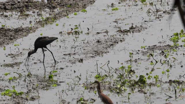 Glossy ibis foraging in its natural wetland habitat