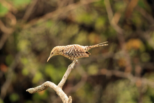 The fasciated wren (Campylorhynchus fasciatus pallescens) is a species of bird in the family Troglodytidae. This photo was taken in North Peru.
