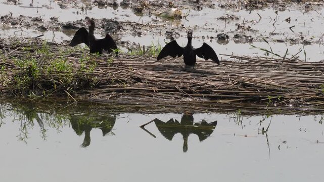 Two cormorants spreading their wings to dry beside a wetland