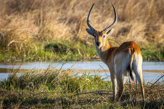 Red Lechwe (Kobus leche leche), full body, along the Khwai River, Okavango Delta, Botswana