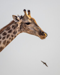 A Southern African Giraffe (Giraffa camelopardalis giraffa) licks its nose, in Savuti, Chobe National Park, Botswana © FaerOut