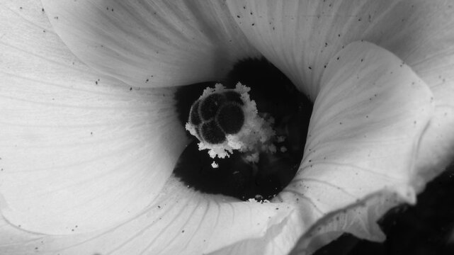 The flower shown in the image belongs to the okra plant (Abelmoschus esculentus), also widely known as lady's finger or bhindi. Taken from Las Pinas, NCR, Philippines.