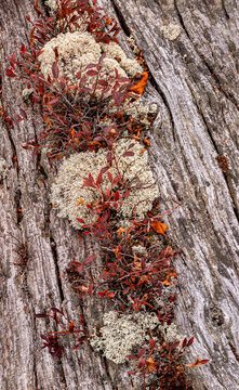 516-81 Lichens and Blueberry