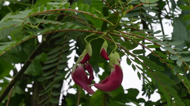 Red agathi tree flowers blooming on a leafy branch