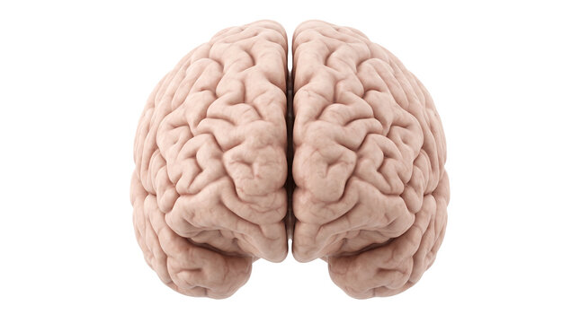 Anatomically detailed human brain model shows cerebral cortex hemispheres with intricate pink gyri for medical education and research.