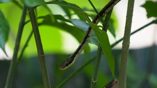 Common bronzeback tree snake