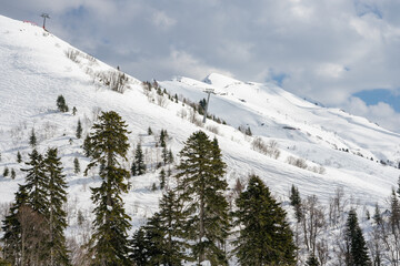 Fototapeta premium Winter mountain landscape with snow-covered pine forest and distant peaks