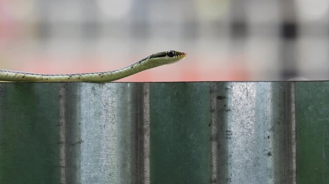 Bronzeback tree snake moving through its natural habitat