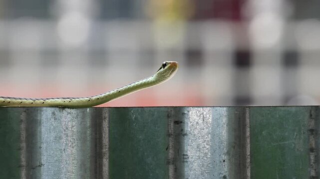 Common bronzeback tree snake looking at camera
