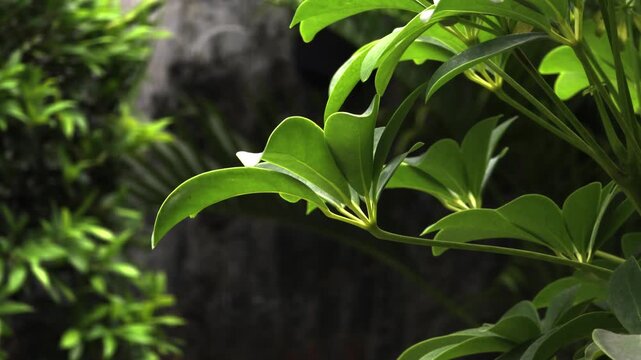 Bright green schefflera plant foliage with a blurred garden background perfect for naturethemed designs, gardening blogs, or environmental campaigns.