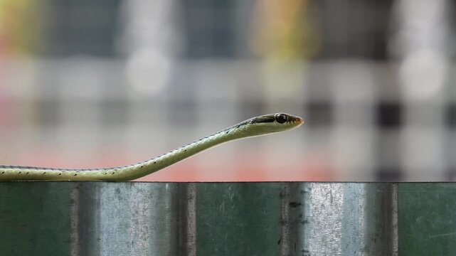 Common bronzeback tree snake closeup