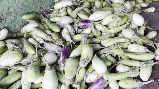 Fresh organic round green eggplants stacked at market