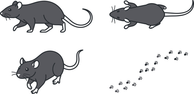 Grey mouse vector set featuring crawling rats from top side angles and tiny rodent footprint trail paths