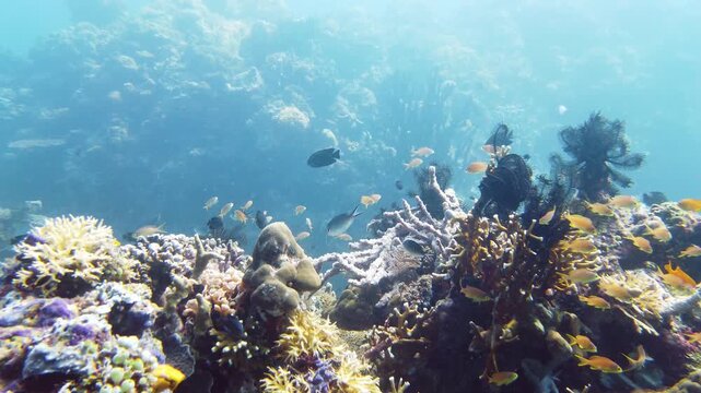 Tropical Fish Corals Marine Reef. Underwater Sea Tropical Life. Tropical underwater sea fishes. Underwater fish reef marine. Tropical colorful underwater seascape. Leyte, Philippines.
