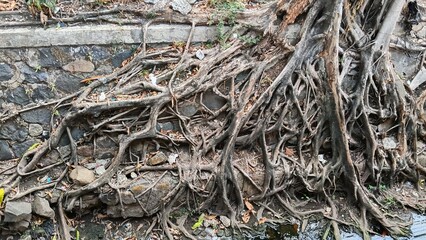 Fototapeta premium roots of tree