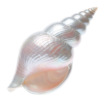 shell on white background