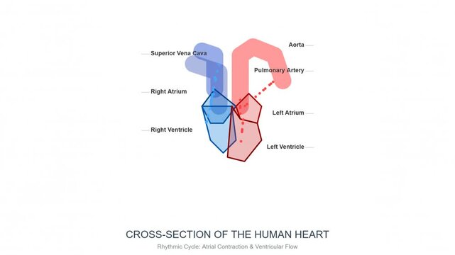 Animated Human Heart Cross Section Diagram Blood Flow Atrial and Ventricular Contraction