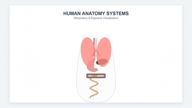 Animated Human Respiratory System Anatomy Diagram