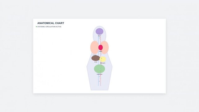 Human Anatomy Chakra Chart Animation Energy Centers Visualization