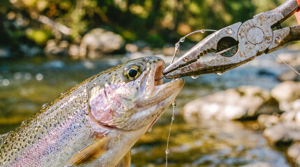 Fototapeta premium Fisherman hands using fishing pliers tool to unhook sharp barbed hook from mouth of wild rainbow trout caught during fly fishing activity at clear mountain stream riverbank outdoors