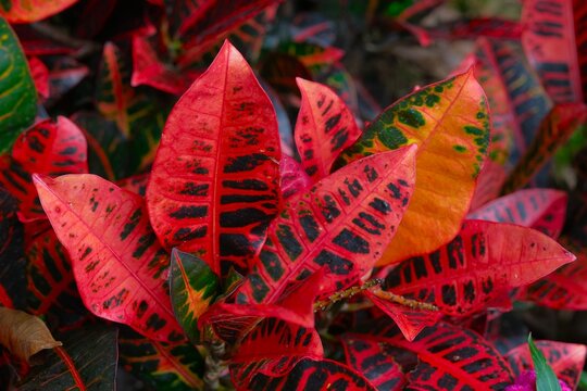 Vibrant variegated foliage of Garden Croton or Codiaeum variegatum plant growing lushly in tropical garden. Leaves background