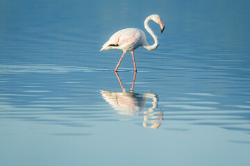 flamant rose étang de Biguglia  haute Corse © Corsica