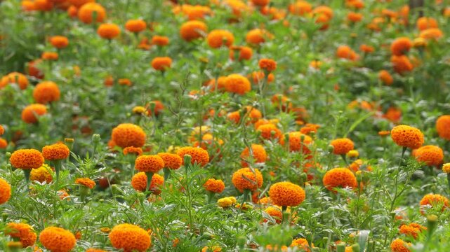 Orange marigold flowers blooming in a dense field