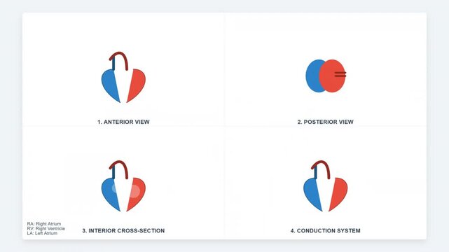Animated Heart Diagram Anterior Posterior Cross Section Conduction System Views
