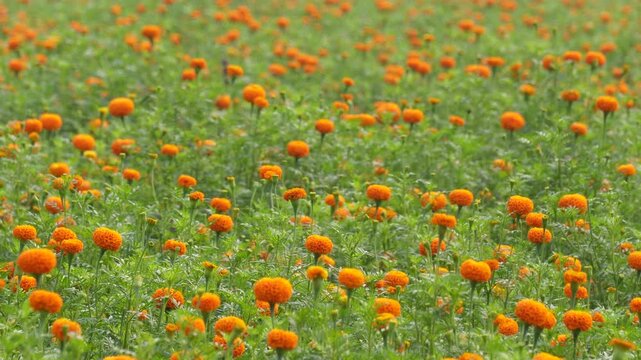 Orange marigold flowers growing in a field