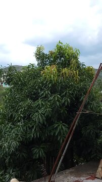 Wind Swaying Mango Tree Branches Near Rooftop