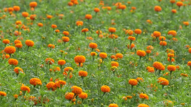 Vibrant orange marigold flowers blooming in a field