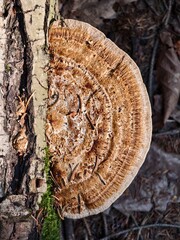 Wood-decaying fungus with an interesting abstract structure  a detailed macro shot of nature. © pettys
