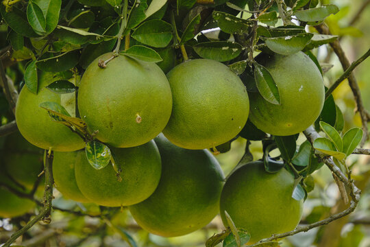 Unripe Green Pomelo Fruits Growing Hanging on Tree Branch in Organic Farm