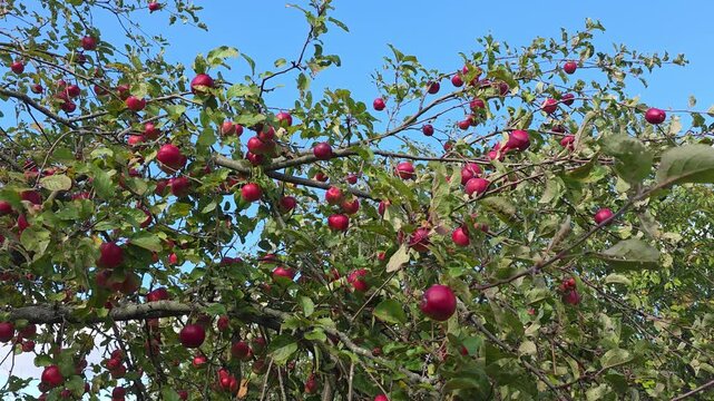 Fruit on apple tree branches.
A beautiful combination of colors in the garden.
