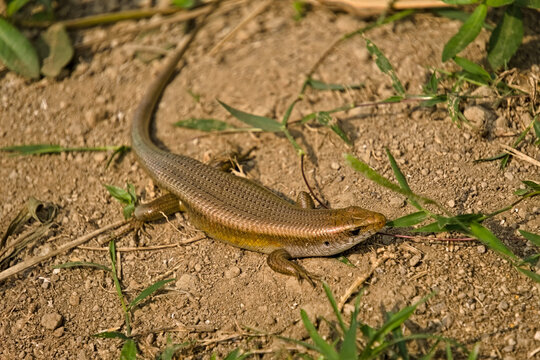 Asian Sun Skink (Eutropis multifasciata) Crawling on Dry Ground in Natural Habitat