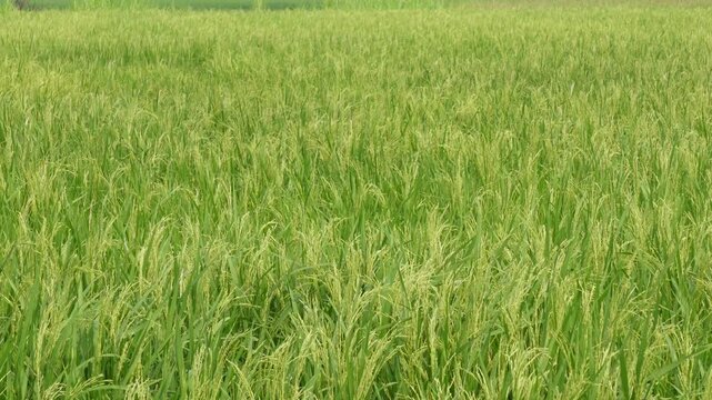 Lush green rice paddy field with healthy growing rice plants
