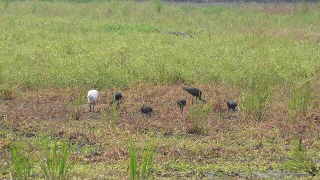 Flock of glossy ibises foraging in a marshy field