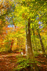 Fototapeta premium Autumn forest landscape in seven lakes or Yedigoller Park national park - Bolu, Turkey