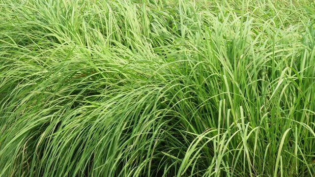 Lush green Gobindobhog aromatic grass growing in dense clumps