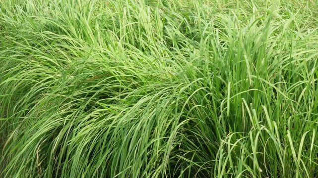 Young green gobindobhog rice plants growing in a field