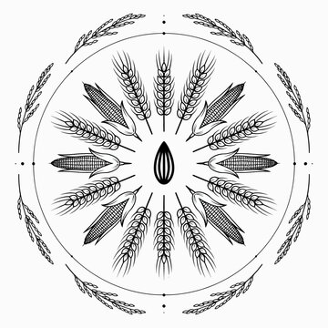 Circular harvest illustration with corn and wheat stalks, line art
