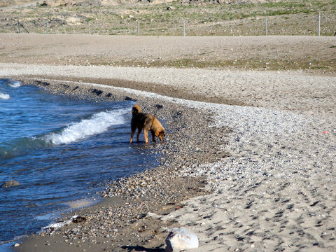 A dig playing by the water at the beach
