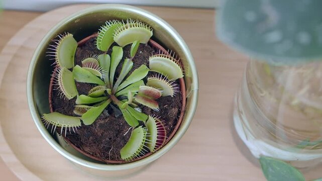 Top View of a Potted Venus Flytrap Plant