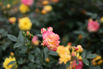 Obraz premium Multi-colored roses blooming with yellow and pink petals on green bushes in a garden.