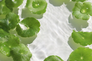 Fototapeta premium Green pennywort leaves floating on clear water with soft ripples.