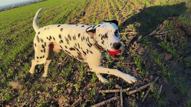 Playful spotted dalmatian dog running forward on green grass field holding red ball in mouth outdoors. Active domestic pet fetching toy in countryside landscape on sunny day. Side view.