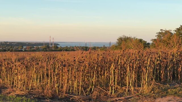 Dry harvested sunflower field after desiccation and artificial ripening of plants on root before harvesting in countryside landscape with river and town view on horizon. Agriculture herbicide use.